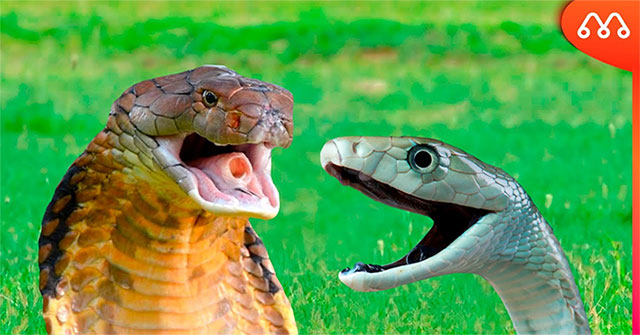 The king cobra dies with extremely poisonous black Mamba: Does the owner of the 'kiss of death' win?