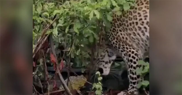 The little frog 'defeated' a leopard