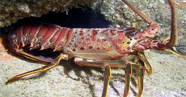 The lobster makes a buzzing sound up to 3km away