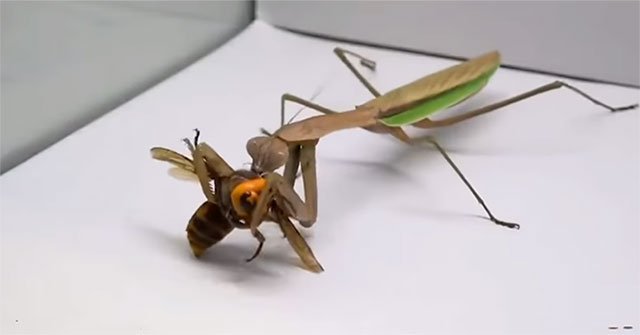 The mantis unleashed its 'killer' blow, knocking the wasps in a snap
