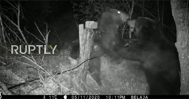 The moment when a giant bear broke the barbed wire fence