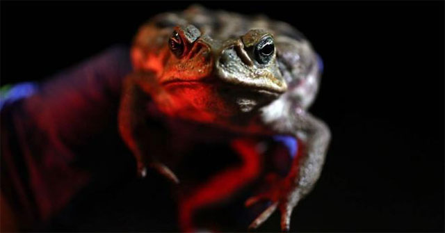 The 'monster' toad venom is enough to kill a 'reappearing' dog