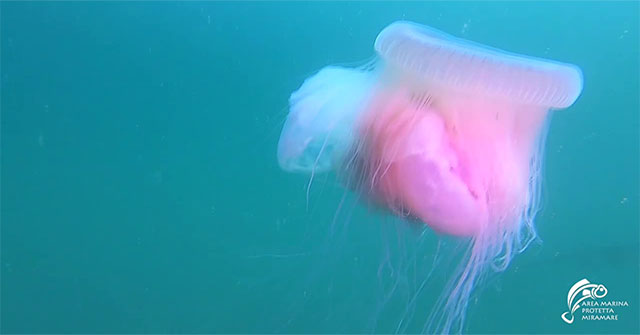 The mysterious giant pink jellyfish appeared for the fourth time in history