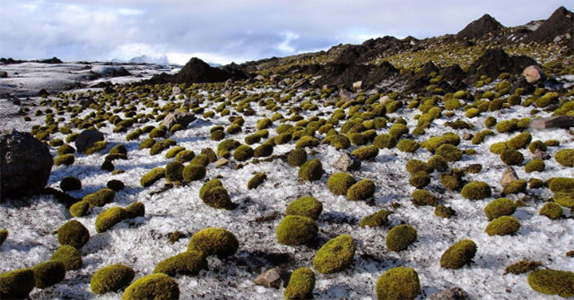 The mysterious 'Glacier Mouse' has no solution