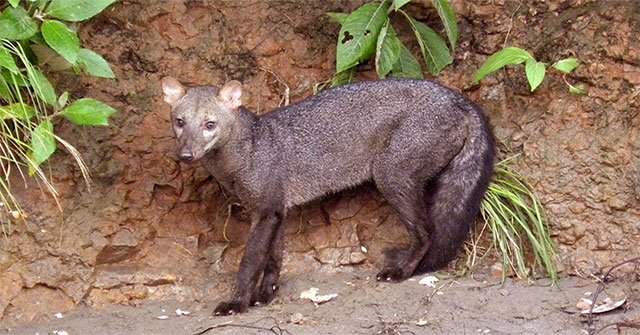 The mystery of the 'Amazon dog ghost' is first solved