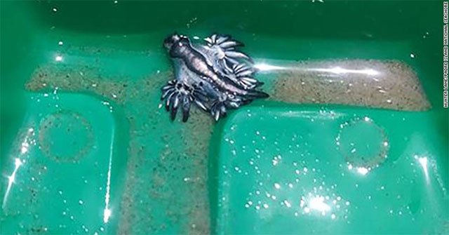The rare 'blue dragon' washed up on the Texas coast