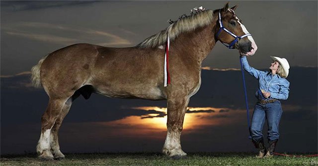 The record in the horse world