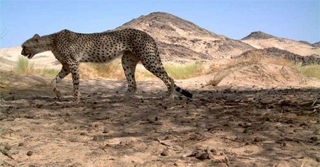 The Sahara cheetah was first discovered in a decade in Algeria