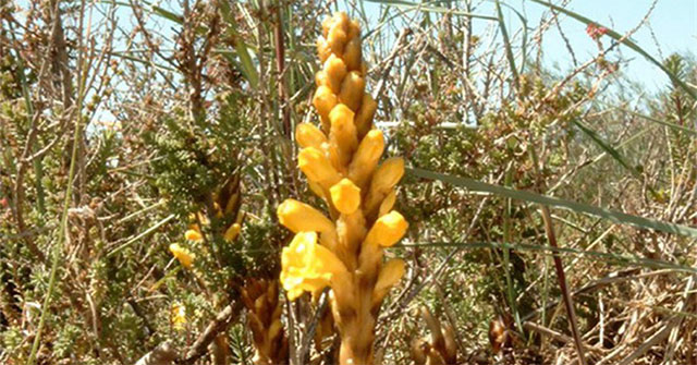 The secret of the spring god elixir of Vo Tac Thien makes posterity terrify