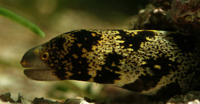 The secret weapon of death in the eel family
