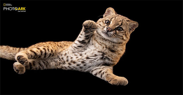 The strange spotted cat has a bird-like cry