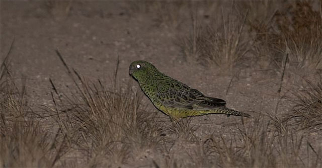 The super rare parrot is causing scientists to give up 'why is it going to go extinct'?