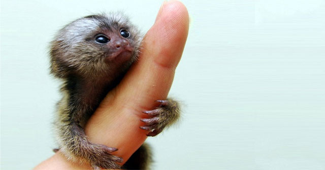 The tiny monkey-sized monkey, weighs 15 grams