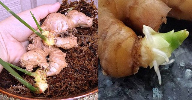 The toxins from plant food