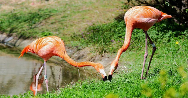 The truth about the flamingo 'married life' together