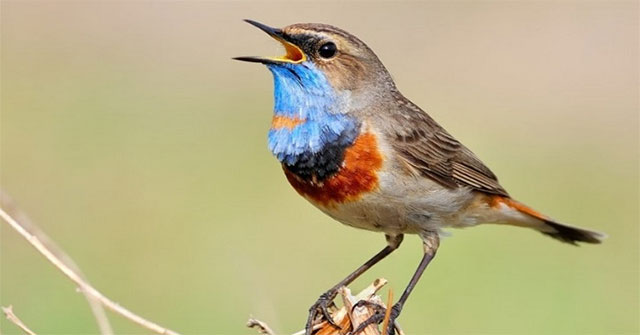 The unexpected meaning behind the singing of birds