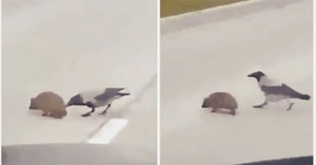 The video of the crow helps the hedgehog cross the road, making everyone laugh