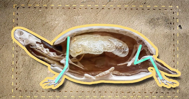 This is what is inside the shell of a turtle and ensures you will be very surprised