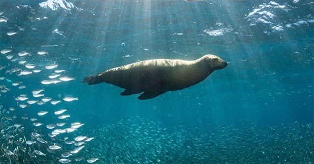 Thousands of species fled to the Earth's poles because of the warming climate