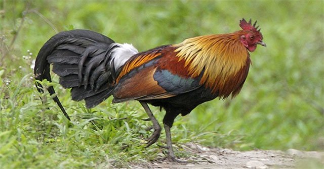 Today's domesticated chickens have been domesticated from red pheasant in Southeast Asia