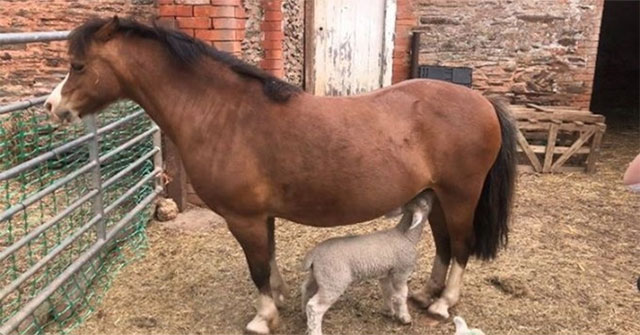 Uncommon images: Mares rearing three orphan sheep