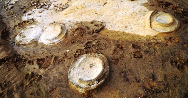 Unexpected discovery of fossils of about 200 million years old in Gia Lai
