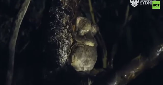 Unexpected discovery of koala species drinking water from tree