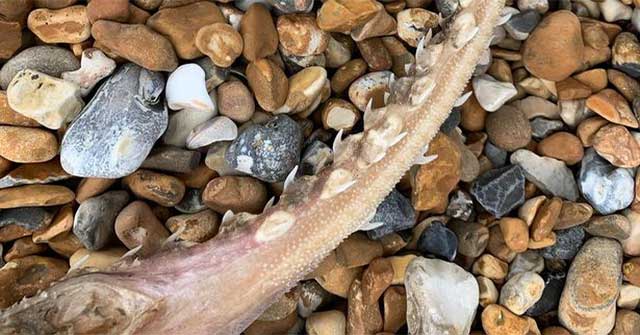 Unexpectedly discovered bizarre sea creatures 'teething' on the tail