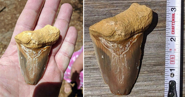 Unexpectedly discovered fossil teeth Megalodon 8cm long when walking the dog