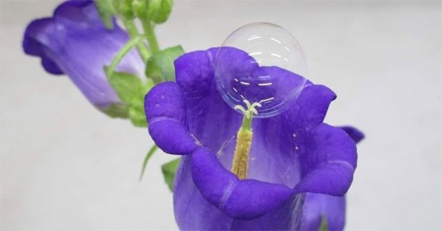 Unique idea of ​​using pollen soap bubbles for flowers