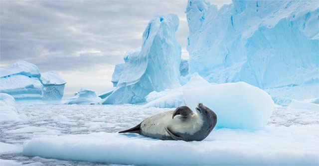Unprecedented ocean currents were discovered by ... seals