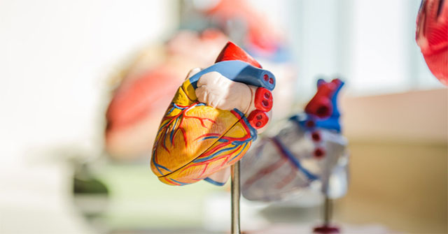 Very interesting secrets about the heart and blood that you have not known for years