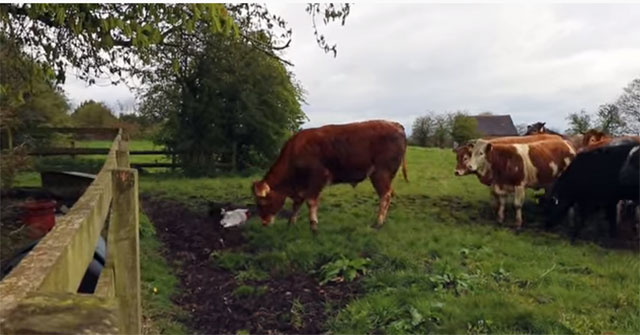 Video: Cock raging crazily 'coffee' whole cow