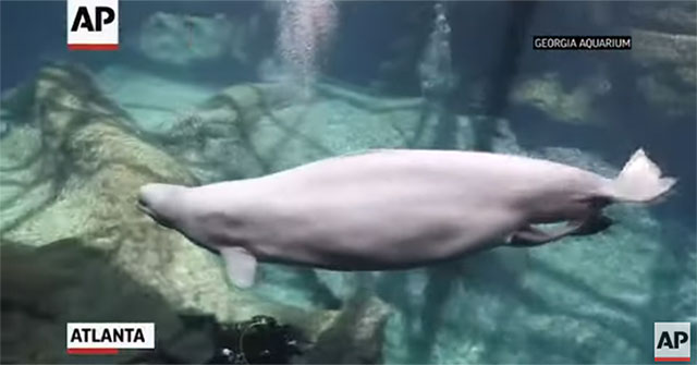 Video: Watch the moment of birth of the mother Beluga whale