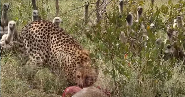 Vultures surround the looting of hunting leopards