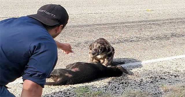 Watchdog of the same kind was stabbed to death by accident