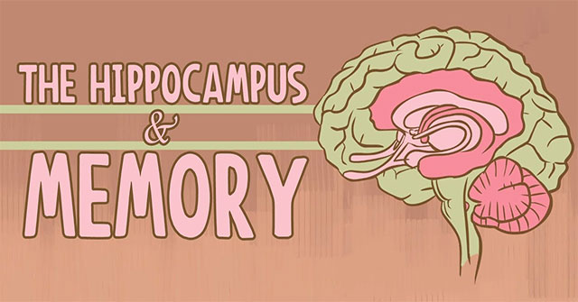 What does our brain need to remember?