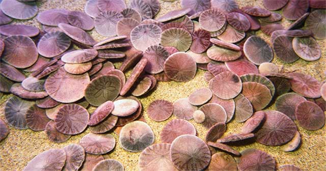 What is sand dollars? Would you be rich if you owned a lot of dollars of sand?