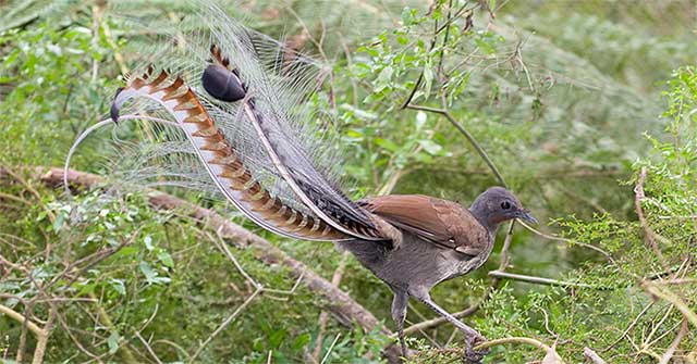 Which species can memorize and 'mimic' the cry of 20 different animals?