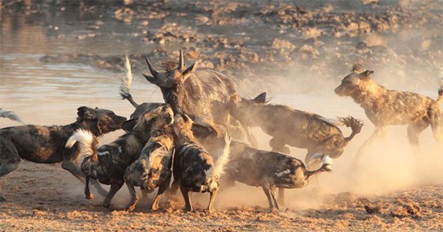 Why are African wild dogs considered 'the best hunters'?