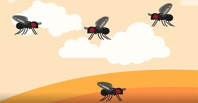 Why are fruit flies so much and so difficult to destroy?