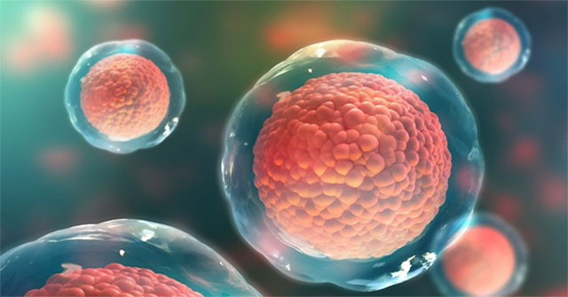 Why are some organs in the body renewable, and others are not?