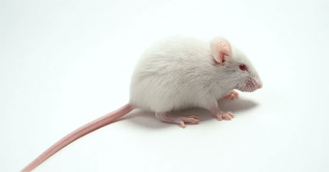 Why are white mice found all over the world?