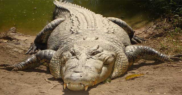 Why can crocodiles 'meat' enemies even when sleeping?