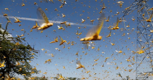 Why desert grasshoppers can not kill?