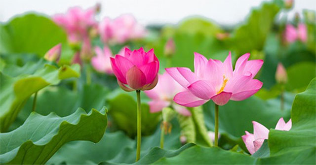 Why did the lotus become a symbol of the Buddha?