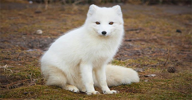 Why do many animals have pink ears?