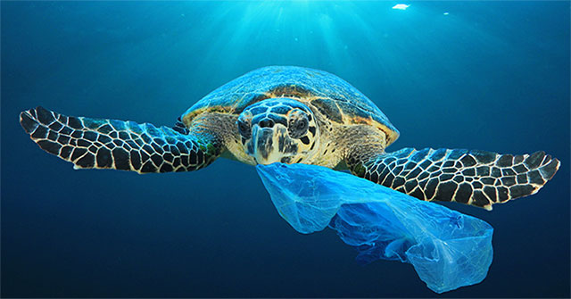 Why do marine creatures swallow plastic trash wrongly?