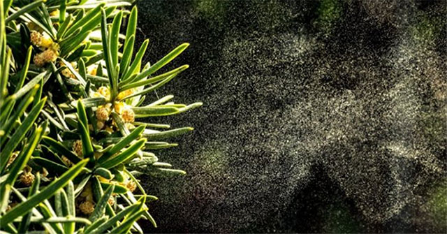 Why do pollen make you sneeze?