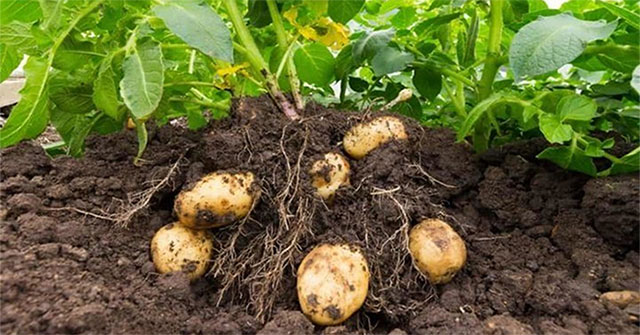Why do potatoes have eyes?